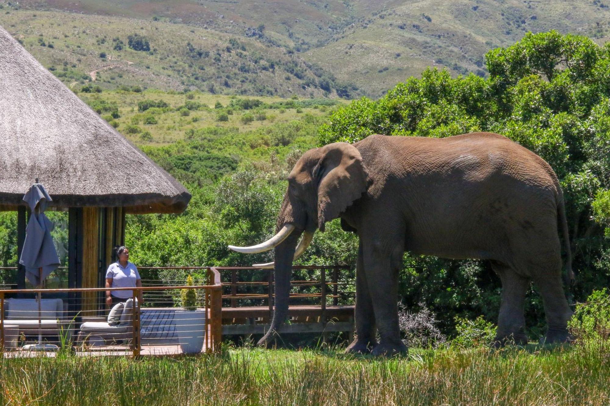 Barefoot Addo Elephant Lodge Bagian luar foto